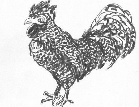 cock sketch