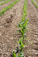 campo di mais_ campagna