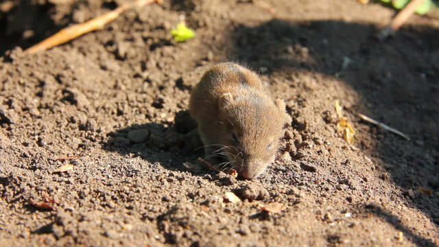 little mouse in the field