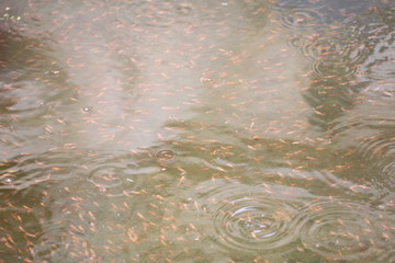 Group of snake head fish.