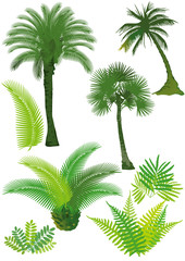 Palmen und Farn