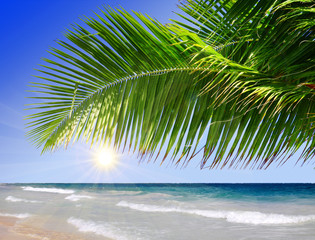  Beautiful beach with palm trees.