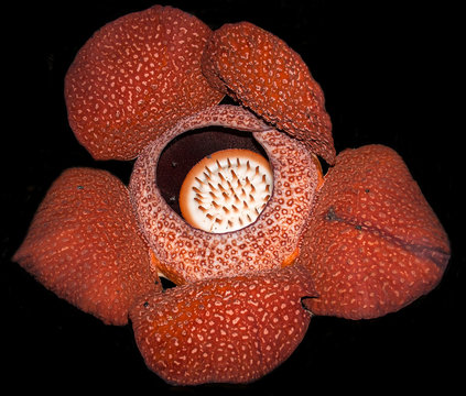 Fototapeta Rafflesia arnoldii - the largest flower on Earth
