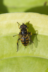 Schwebfliege sitzend