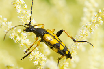 Gefleckter Schmalbock