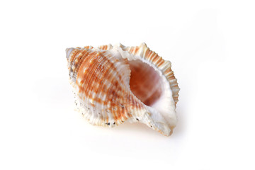 sea shell