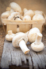 mushroom