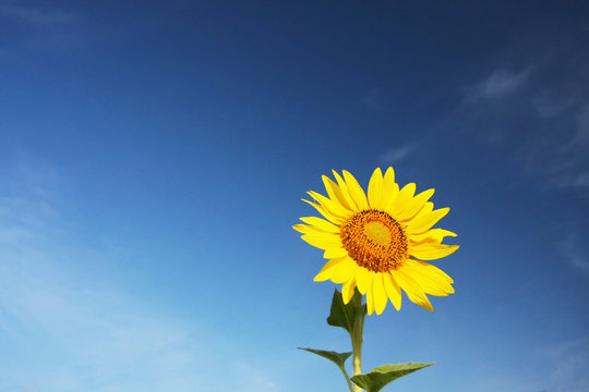 Beautiful Sunflower Against Blue Sky