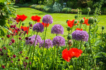 Blumengarten mit Zierlauch und Mohn