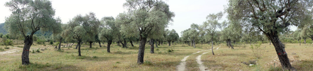 Panorama of olive trees