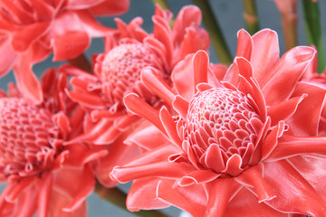 Torch ginger
