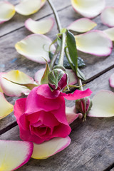 Rose and Rose petals lying down on a wooden table