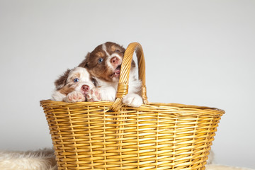Hund kaufen