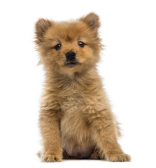 Spitz puppy (2 months old) - obrazy, fototapety, plakaty
