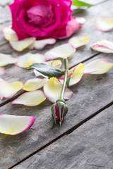 Rose and Rose petals lying down on a wooden table