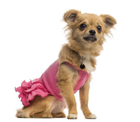 Chihuahua puppy wearing a pink shirt (6 months old)