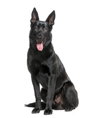 Belgian Shepherd Dog (Malinois)