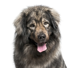 Leonberger (2 years old)