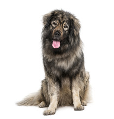 Leonberger (2 years old)