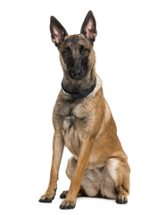 Obraz premium Belgian Shepherd Dog (Malinois) (1 year old)