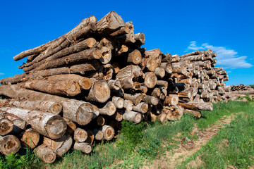 The cut and chopped fire wood