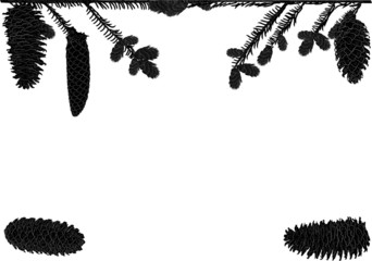 black fir cones and branches on white