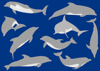 nine dolphins isolated on blue