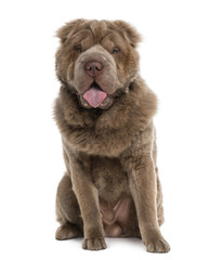 Fototapeta premium Long haired Shar Pei (10 months old)