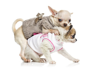 Naklejka premium Chihuahua puppy (3 months old)