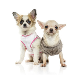 Chihuahua puppy (3 months old)