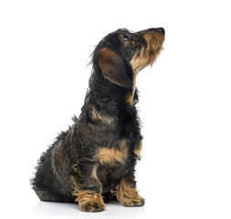 Dachshund puppy looking up (6 months old)