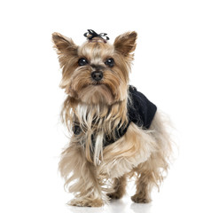 Dressed Yorkshire Terrier (5.5 years old)