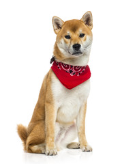 Shiba Inu wearing a red scarf (6 months old)