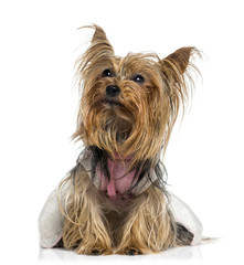 dressed Yorkshire Terrier looking up (5 years old)