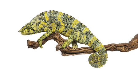 Meller's Chameleon on a branch - Trioceros melleri - isolated on © Eric Isselée