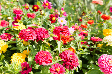 Obraz premium beautiful pink flowers in the garden