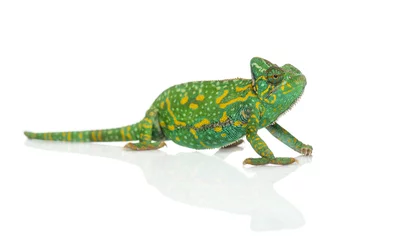 Foto op Plexiglas Yemen chameleon - Chamaeleo calyptratus - isolated on white © Eric Isselée