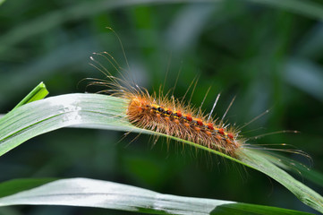 Caterpillar of gypsy moth 1