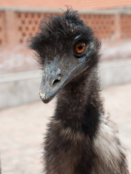 Portrait of angry ostrich