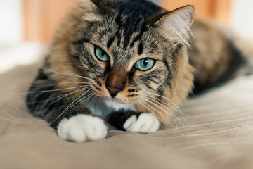 Grey cat lying on bed