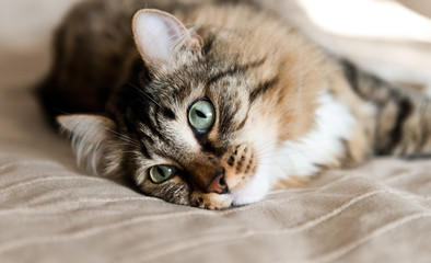 Grey cat lying on bed