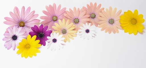 pink and yellow pansies isolated