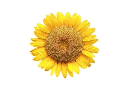 Sunflower isolated on white.