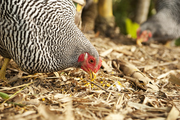 Plymouth rock chicken eating grain