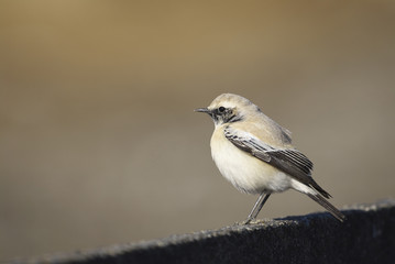 Obraz premium サバクヒタキ