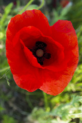 Fototapeta premium Mak w słońcu