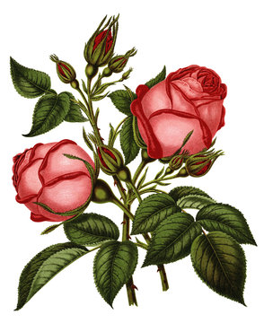 Red Rose Drawing - The Graphics Fairy