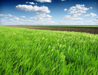 green wheat field and blue cloudy sky