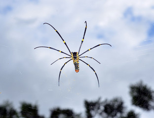 Spider on the web