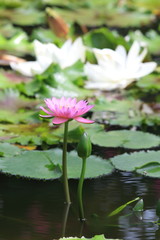 Water white lily